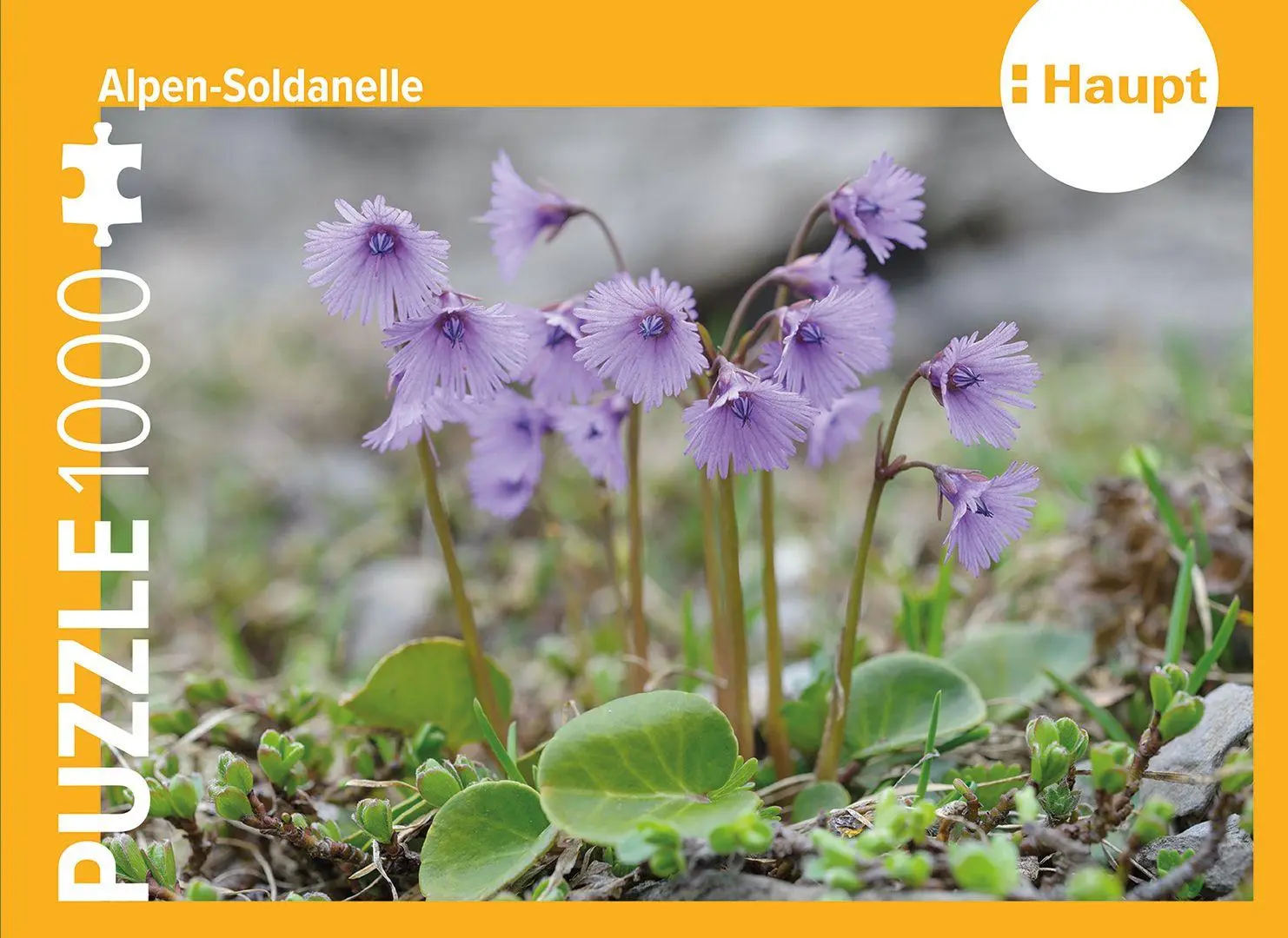Cover: 4262494720086 | Alpen-Soldanelle - Puzzle. 1000 Teile | Haupt Verlag | Spiel | Deutsch