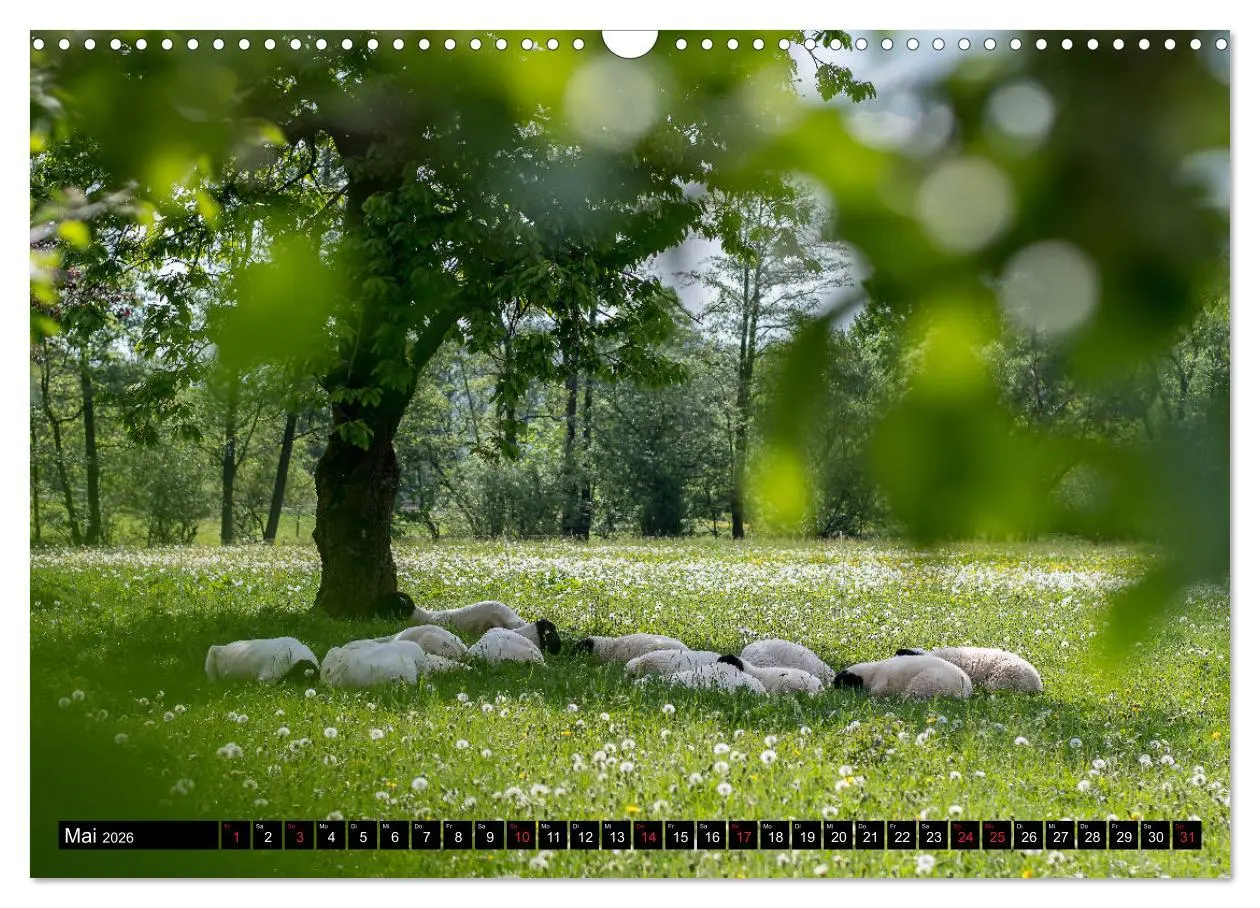 Bild: 9783457690086 | Rhönschafe - Symphatieträger des Biosphärenreservats Rhön...