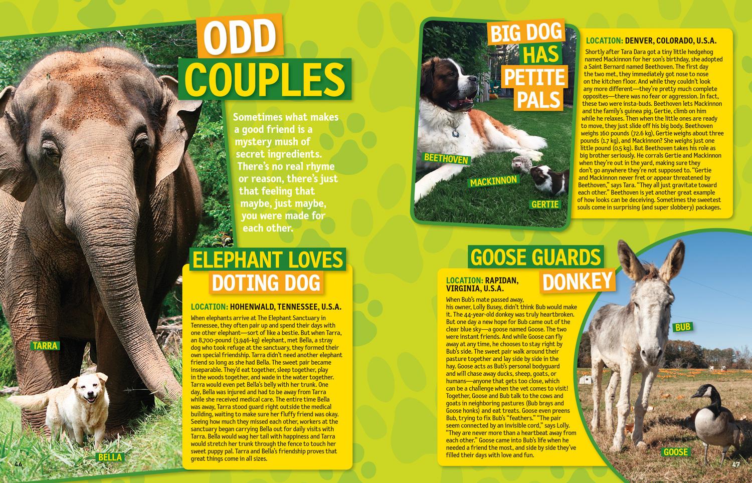 Bild: 9781426330186 | 125 True Stories of Amazing Animal Friendships | Lisa M. Gerry | Buch