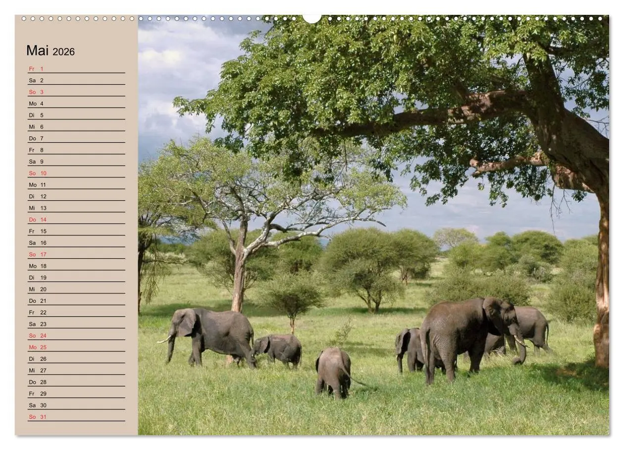 Bild: 9783457990186 | Elefanten. Sensible Rüsseltiere (hochwertiger Premium Wandkalender...