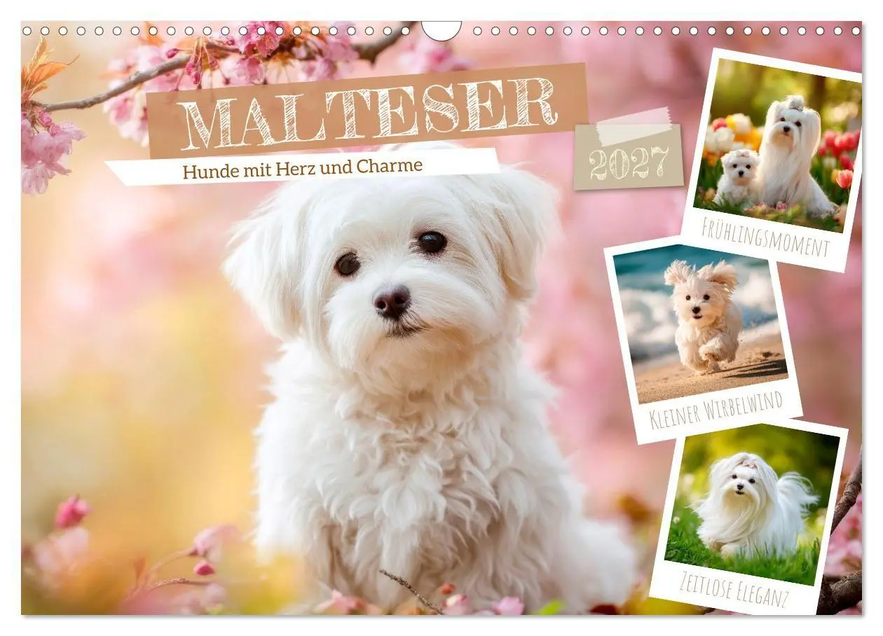 Cover: 9783594370186 | Malteser - Hunde mit Herz und Charme (Wandkalender 2027 DIN A3...