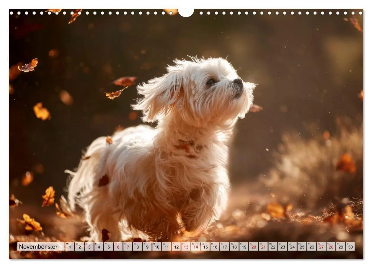 Bild: 9783594370186 | Malteser - Hunde mit Herz und Charme (Wandkalender 2027 DIN A3...