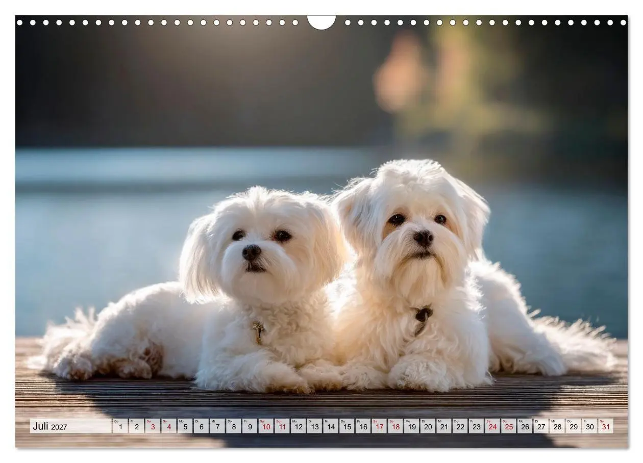 Bild: 9783594370186 | Malteser - Hunde mit Herz und Charme (Wandkalender 2027 DIN A3...