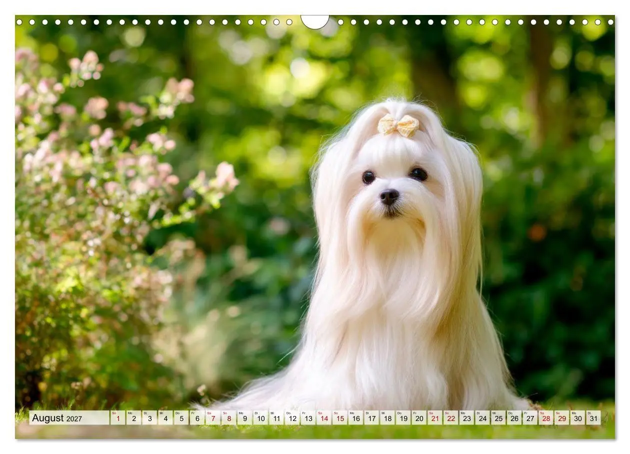 Bild: 9783594370186 | Malteser - Hunde mit Herz und Charme (Wandkalender 2027 DIN A3...