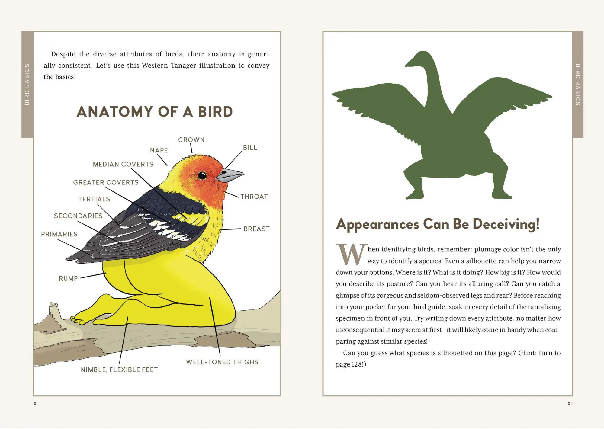 Bild: 9798894140186 | Extremely Accurate Birds | Tommy Siegel | Buch | Englisch | 2026
