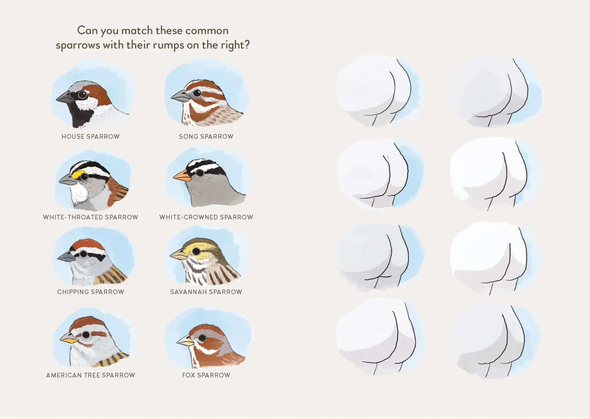 Bild: 9798894140186 | Extremely Accurate Birds | Tommy Siegel | Buch | Englisch | 2026