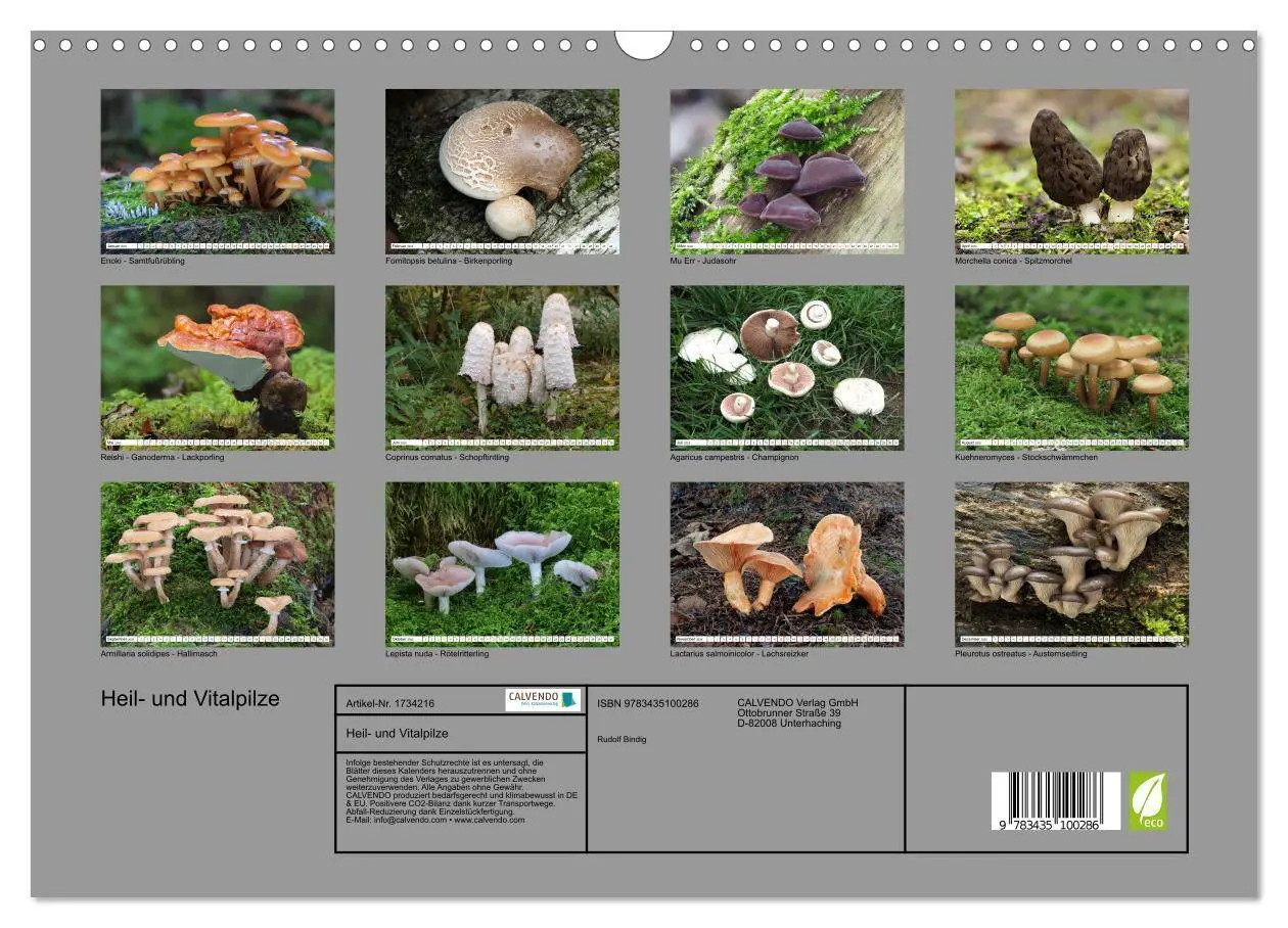 Bild: 9783435100286 | Heil- und Vitalpilze (Wandkalender 2025 DIN A3 quer), CALVENDO...