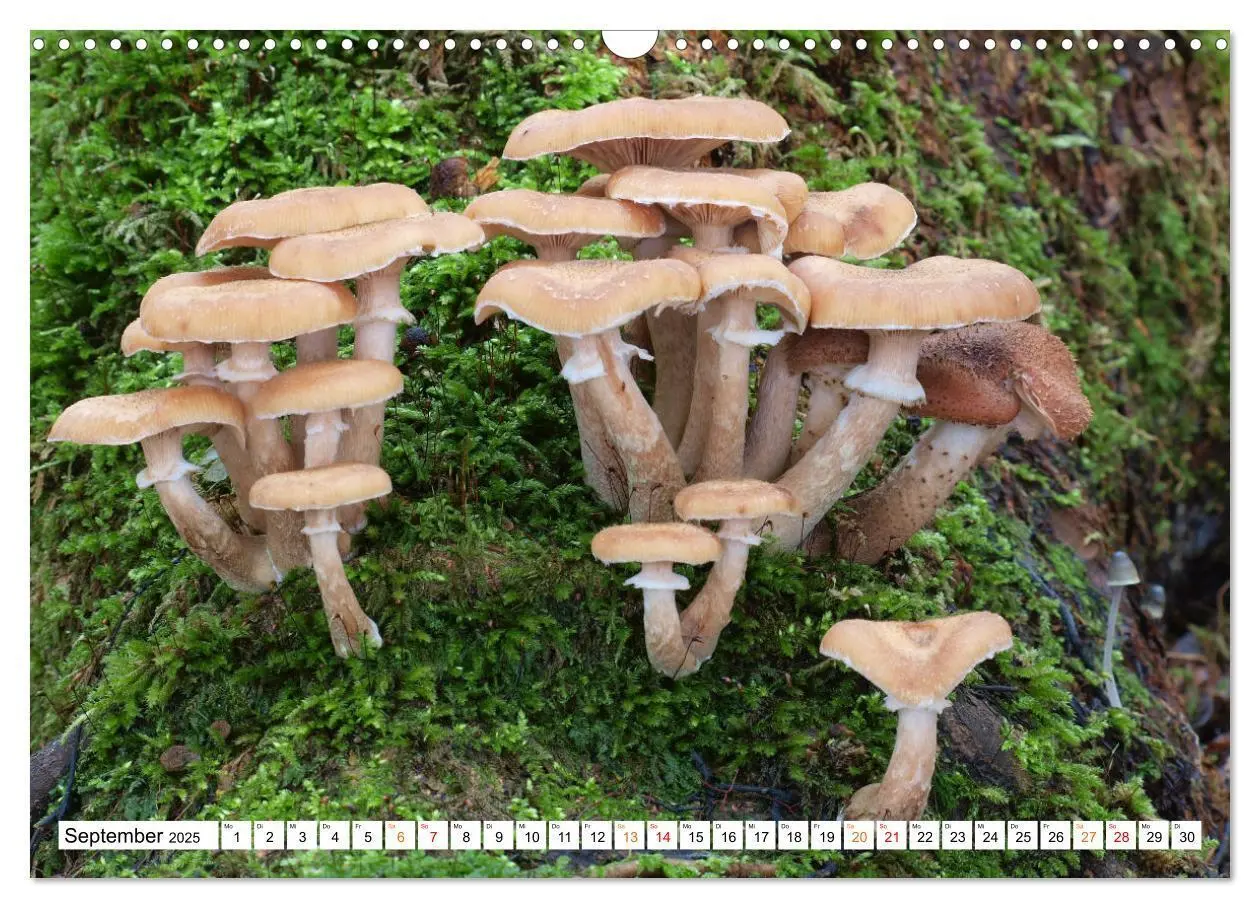 Bild: 9783435100286 | Heil- und Vitalpilze (Wandkalender 2025 DIN A3 quer), CALVENDO...