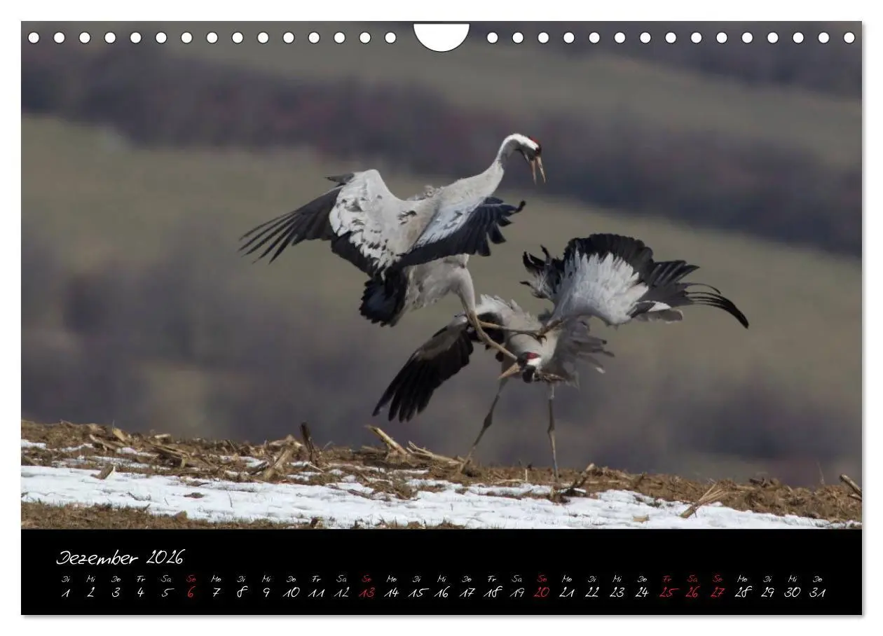 Bild: 9783516200386 | Kraniche - Vögel des Glücks (Wandkalender 2026 DIN A4 quer),...