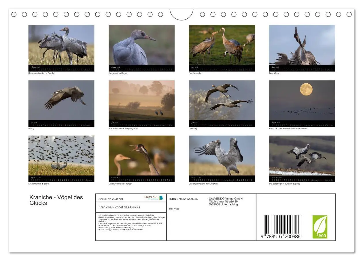 Bild: 9783516200386 | Kraniche - Vögel des Glücks (Wandkalender 2026 DIN A4 quer),...
