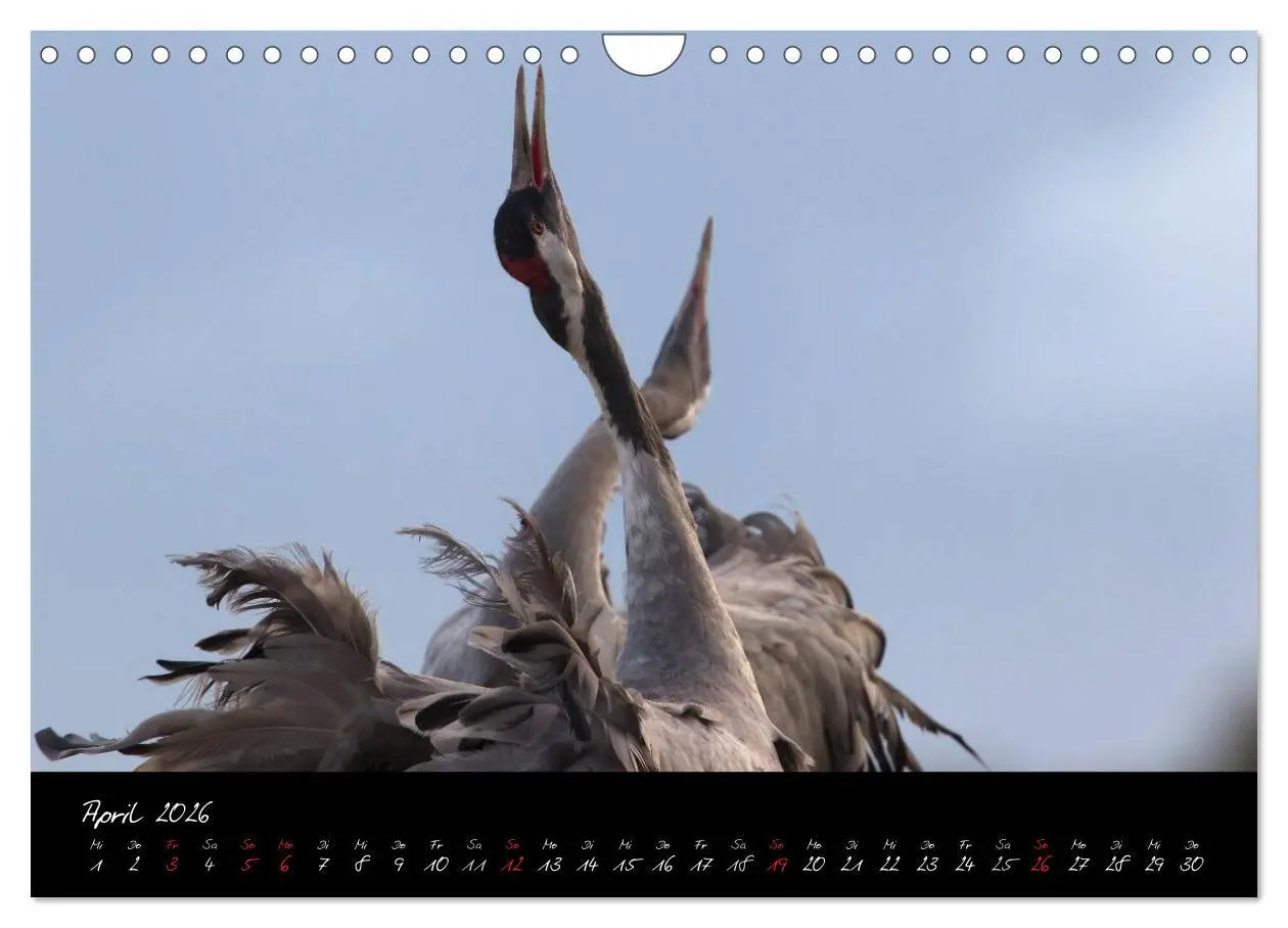 Bild: 9783516200386 | Kraniche - Vögel des Glücks (Wandkalender 2026 DIN A4 quer),...