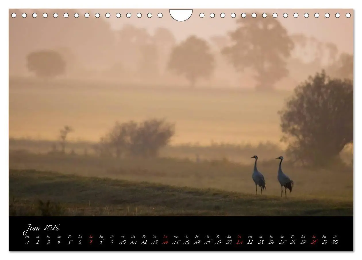 Bild: 9783516200386 | Kraniche - Vögel des Glücks (Wandkalender 2026 DIN A4 quer),...