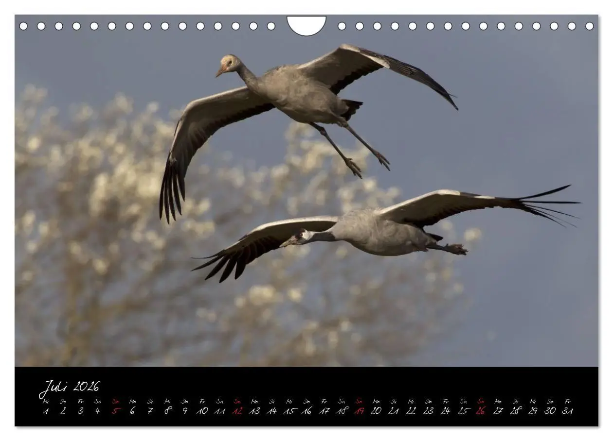 Bild: 9783516200386 | Kraniche - Vögel des Glücks (Wandkalender 2026 DIN A4 quer),...