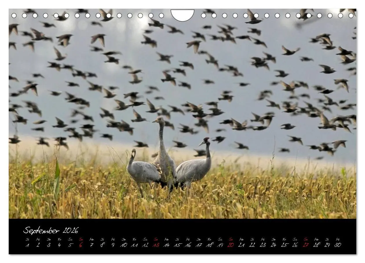 Bild: 9783516200386 | Kraniche - Vögel des Glücks (Wandkalender 2026 DIN A4 quer),...