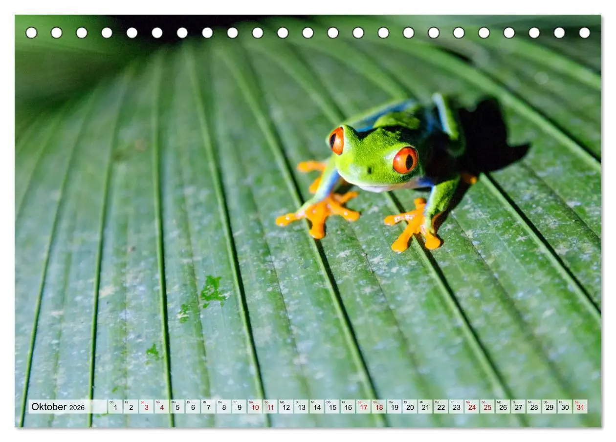 Bild: 9783457570586 | Costa Rica - Tierwelt und Landschaften (Tischkalender 2026 DIN A5...