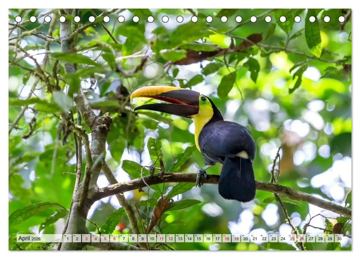 Bild: 9783457570586 | Costa Rica - Tierwelt und Landschaften (Tischkalender 2026 DIN A5...