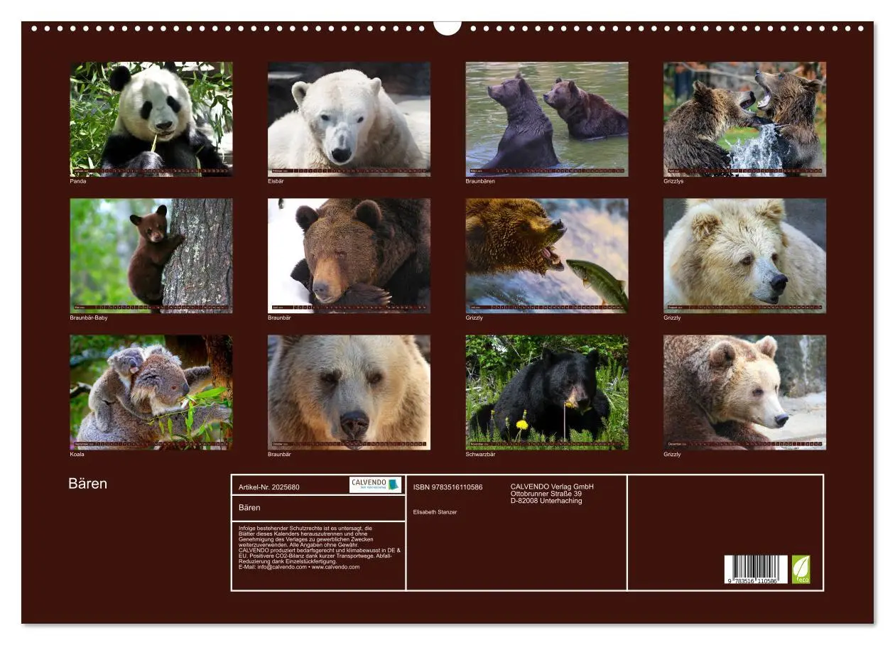 Bild: 9783516110586 | Bären (Wandkalender 2026 DIN A2 quer), CALVENDO Monatskalender | 2026