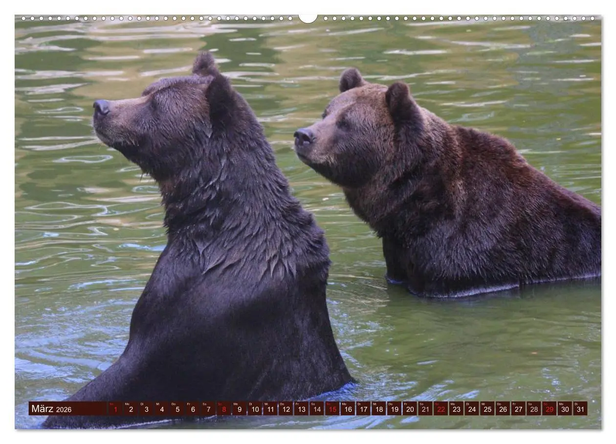 Bild: 9783516110586 | Bären (Wandkalender 2026 DIN A2 quer), CALVENDO Monatskalender | 2026