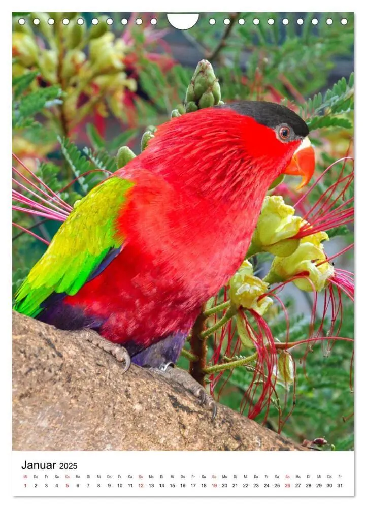 Bild: 9783435850686 | Honigpapageien - Loris (Wandkalender 2025 DIN A4 hoch), CALVENDO...