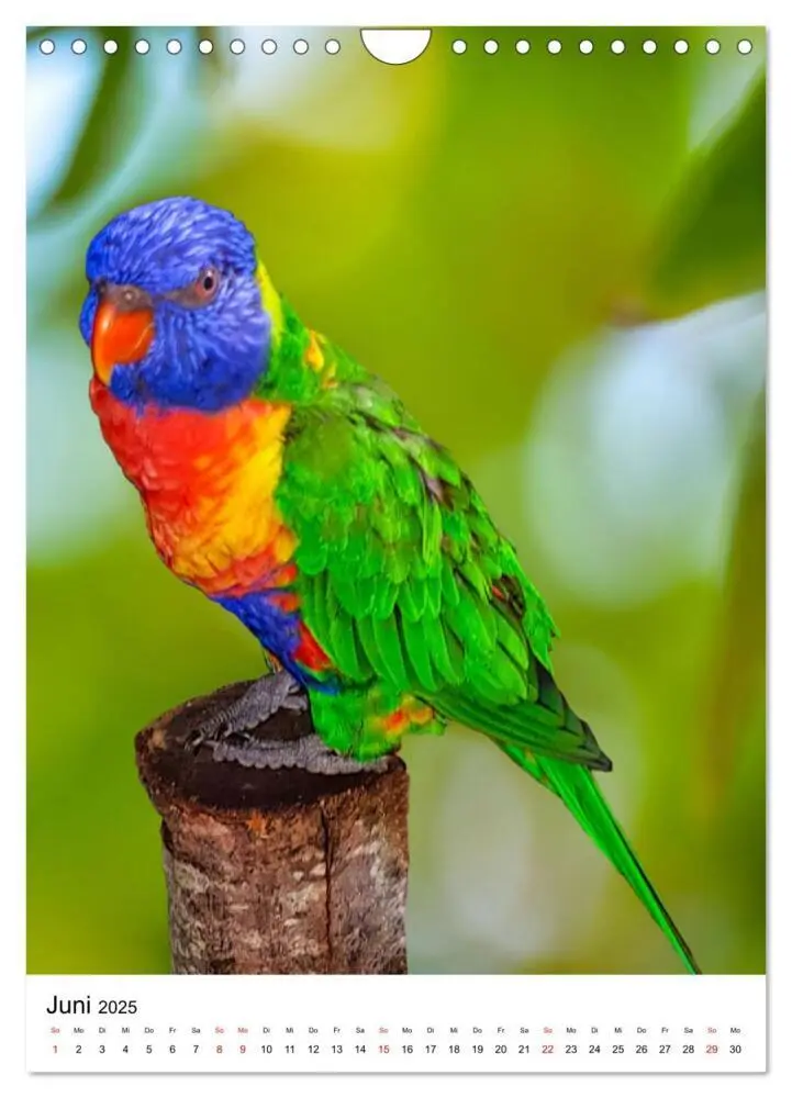 Bild: 9783435850686 | Honigpapageien - Loris (Wandkalender 2025 DIN A4 hoch), CALVENDO...