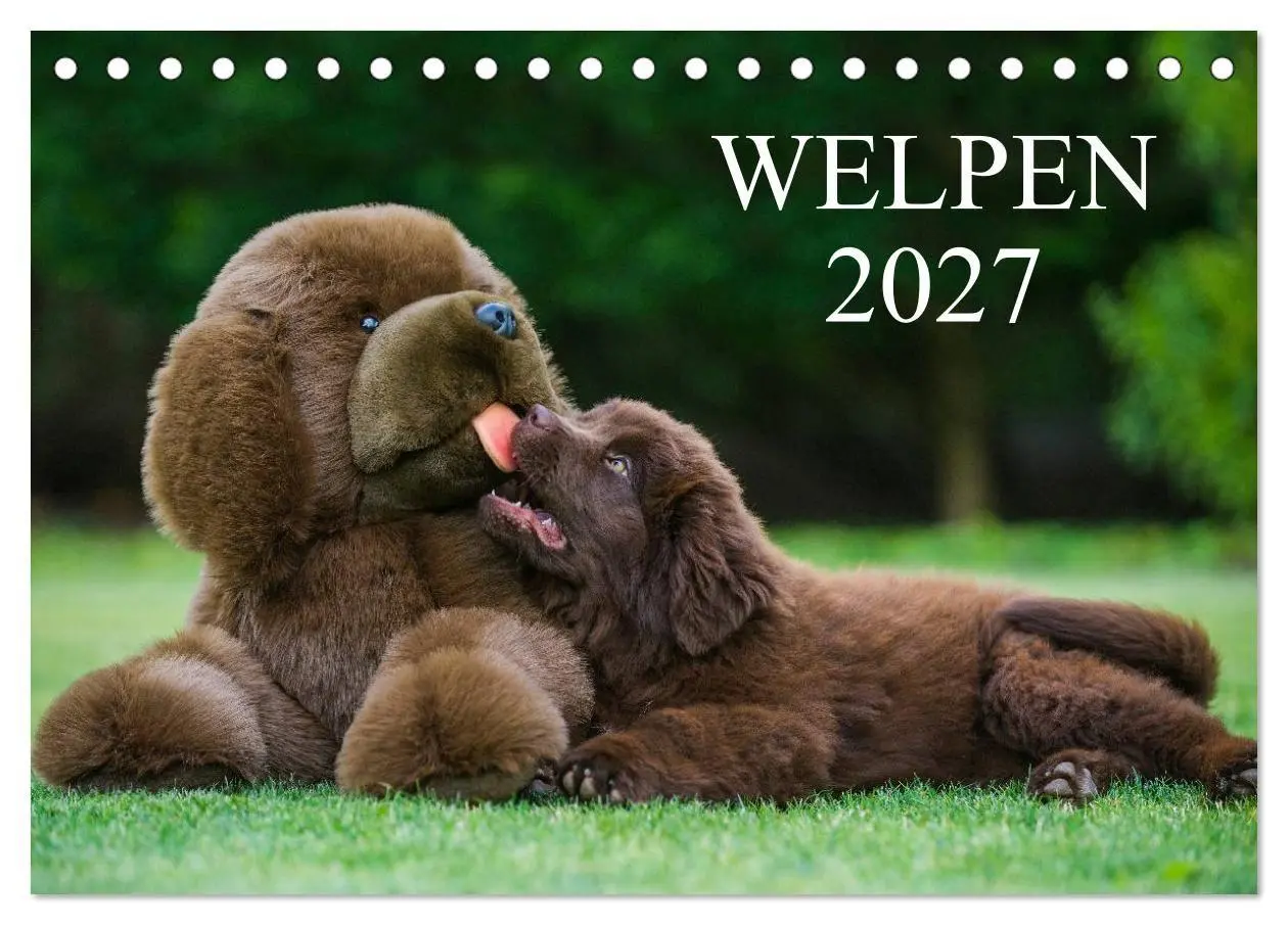 Cover: 9783594170786 | Welpen 2027 (Tischkalender 2027 DIN A5 quer), CALVENDO Monatskalender