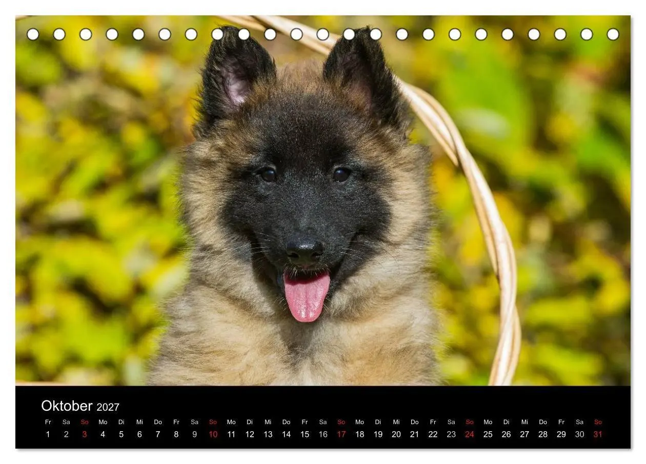 Bild: 9783594170786 | Welpen 2027 (Tischkalender 2027 DIN A5 quer), CALVENDO Monatskalender