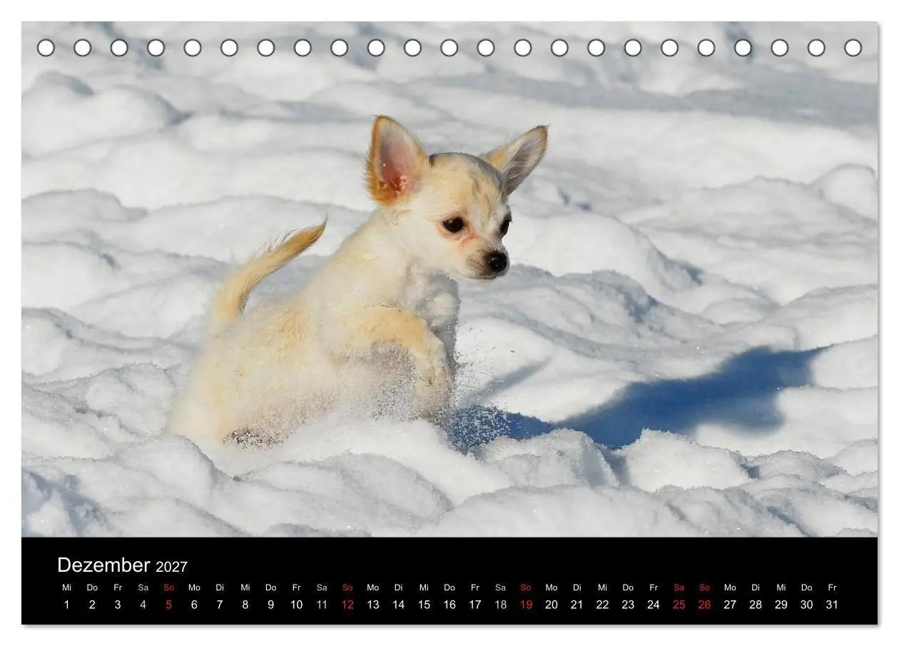 Bild: 9783594170786 | Welpen 2027 (Tischkalender 2027 DIN A5 quer), CALVENDO Monatskalender