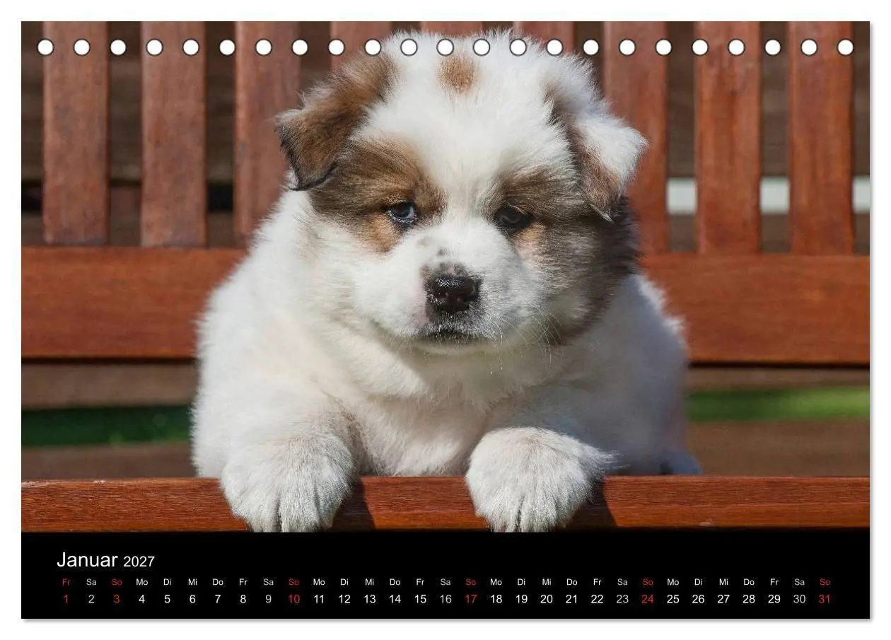 Bild: 9783594170786 | Welpen 2027 (Tischkalender 2027 DIN A5 quer), CALVENDO Monatskalender