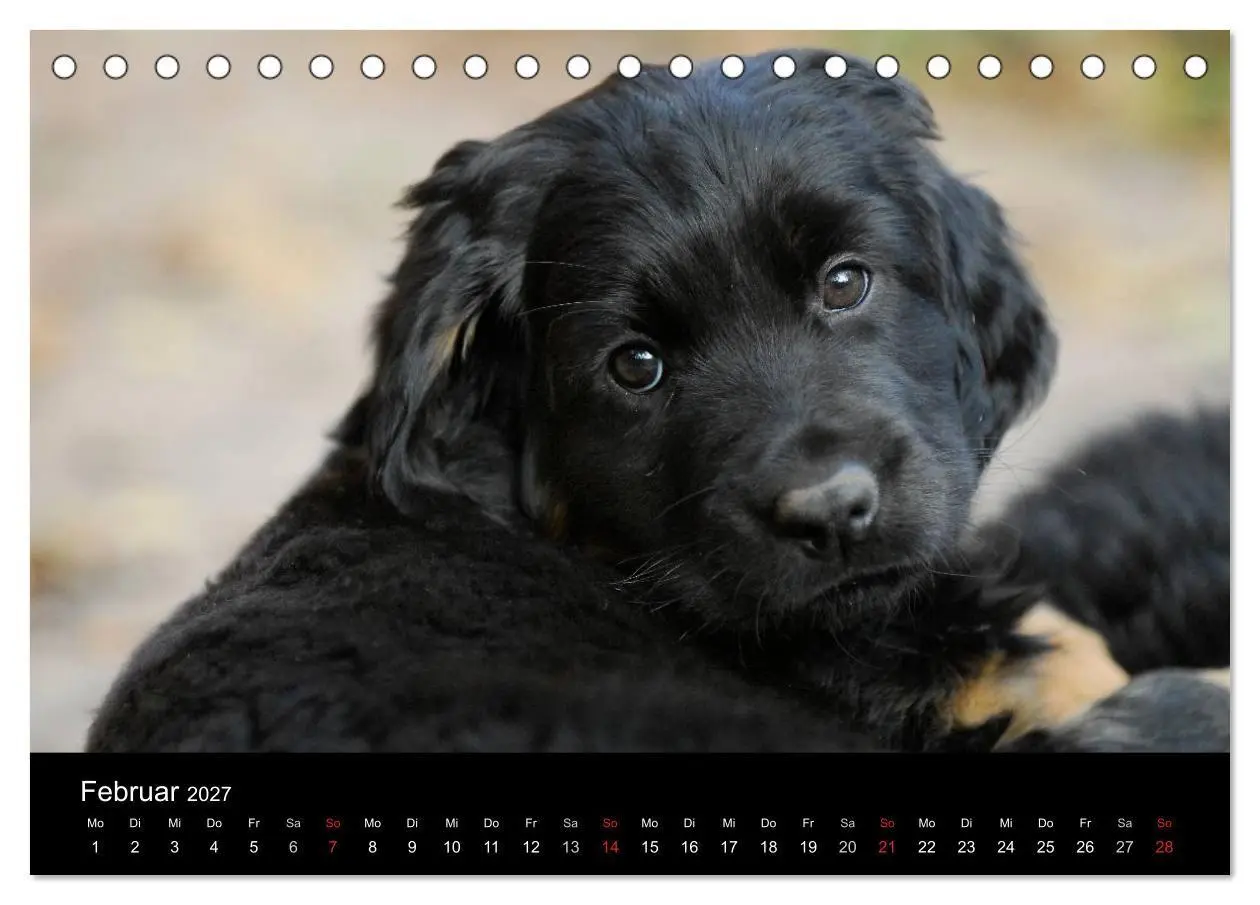 Bild: 9783594170786 | Welpen 2027 (Tischkalender 2027 DIN A5 quer), CALVENDO Monatskalender