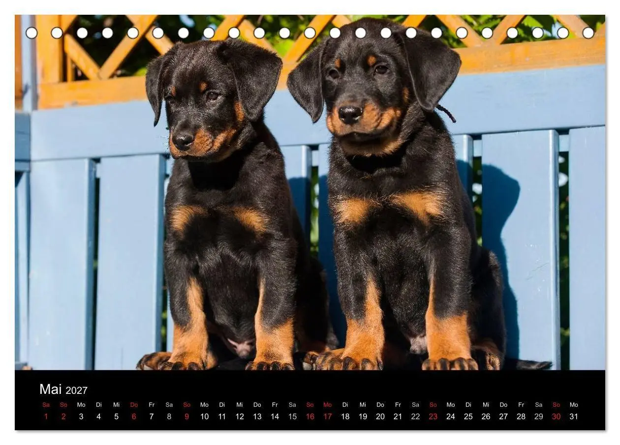 Bild: 9783594170786 | Welpen 2027 (Tischkalender 2027 DIN A5 quer), CALVENDO Monatskalender
