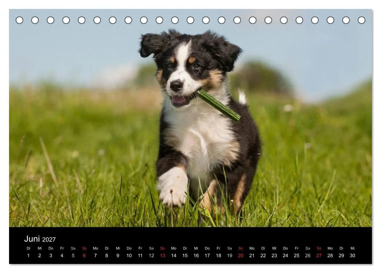 Bild: 9783594170786 | Welpen 2027 (Tischkalender 2027 DIN A5 quer), CALVENDO Monatskalender