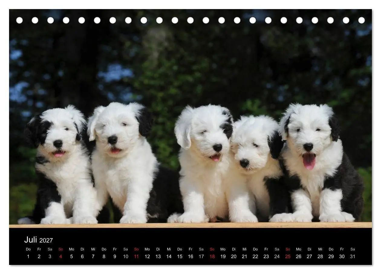 Bild: 9783594170786 | Welpen 2027 (Tischkalender 2027 DIN A5 quer), CALVENDO Monatskalender