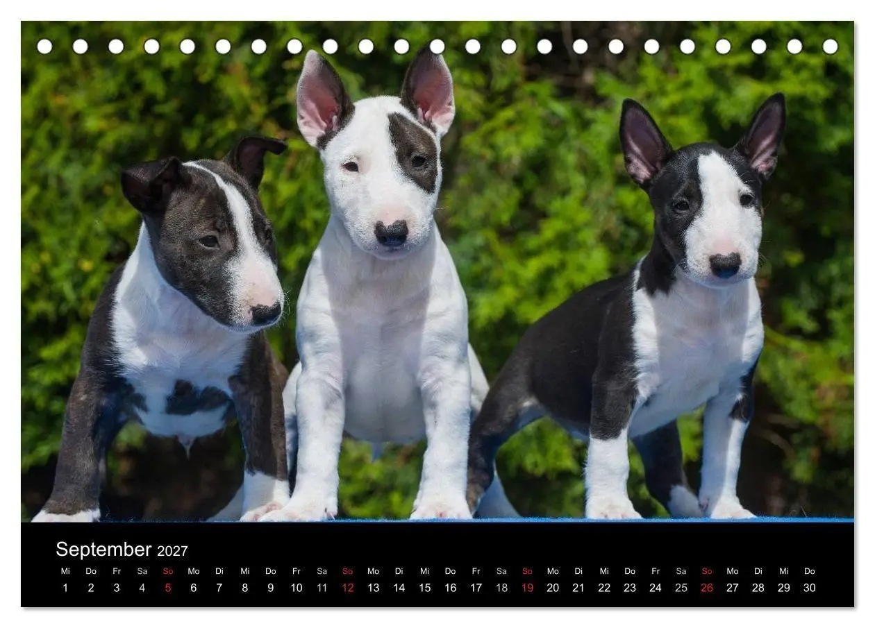 Bild: 9783594170786 | Welpen 2027 (Tischkalender 2027 DIN A5 quer), CALVENDO Monatskalender