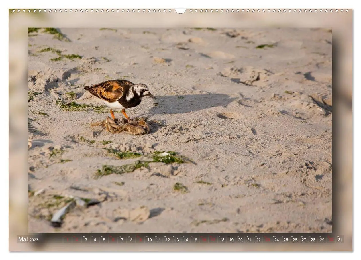 Bild: 9783594090886 | Baltrum - Ein Tag am Strand (hochwertiger Premium Wandkalender 2027...