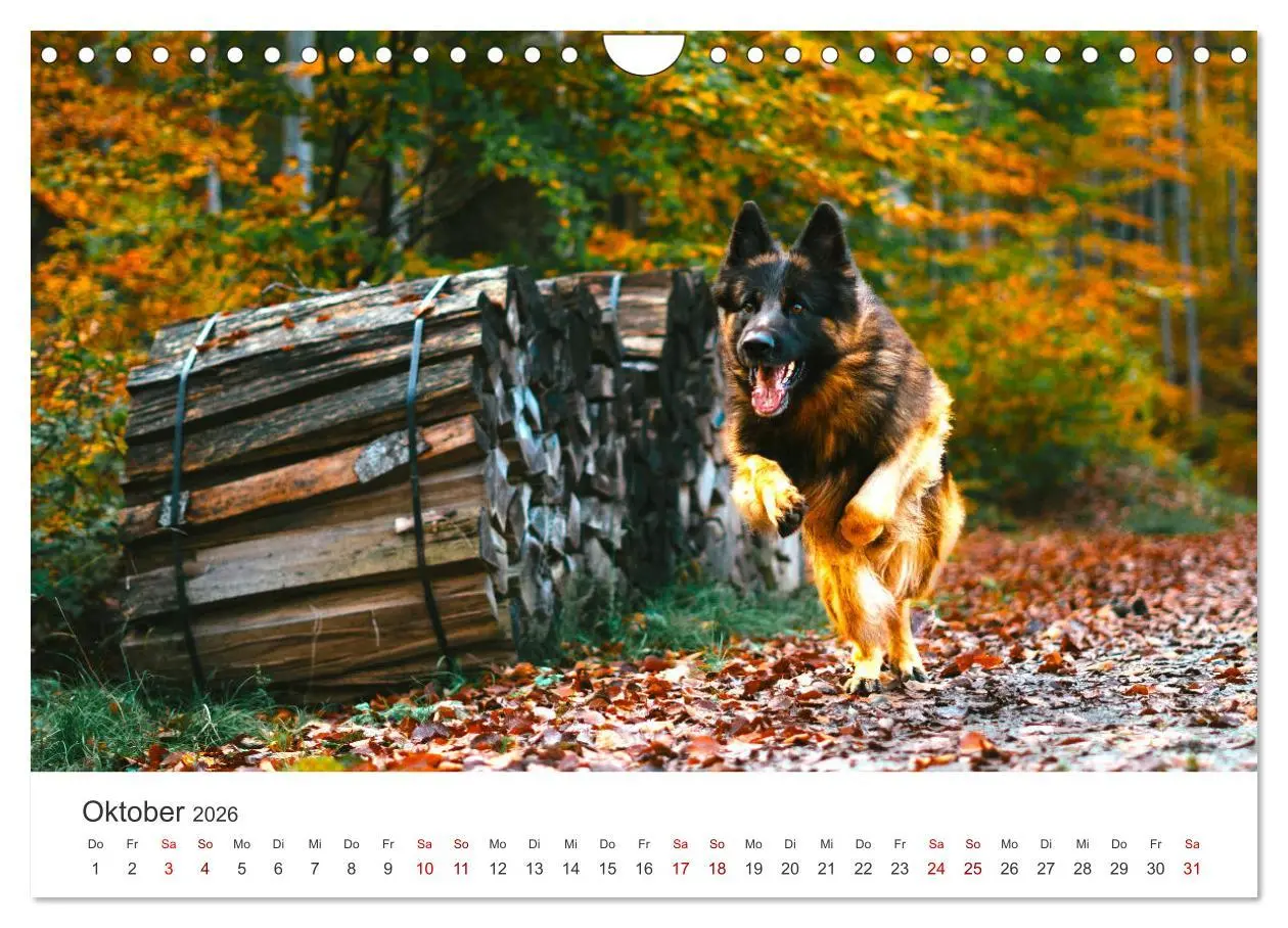 Bild: 9783457910986 | Schäferhunde - Die gutmütigen Wegbegleiter. (Wandkalender 2026 DIN...