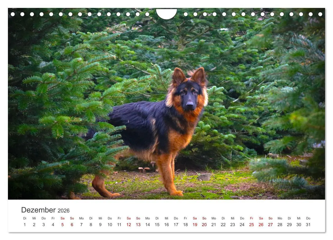 Bild: 9783457910986 | Schäferhunde - Die gutmütigen Wegbegleiter. (Wandkalender 2026 DIN...