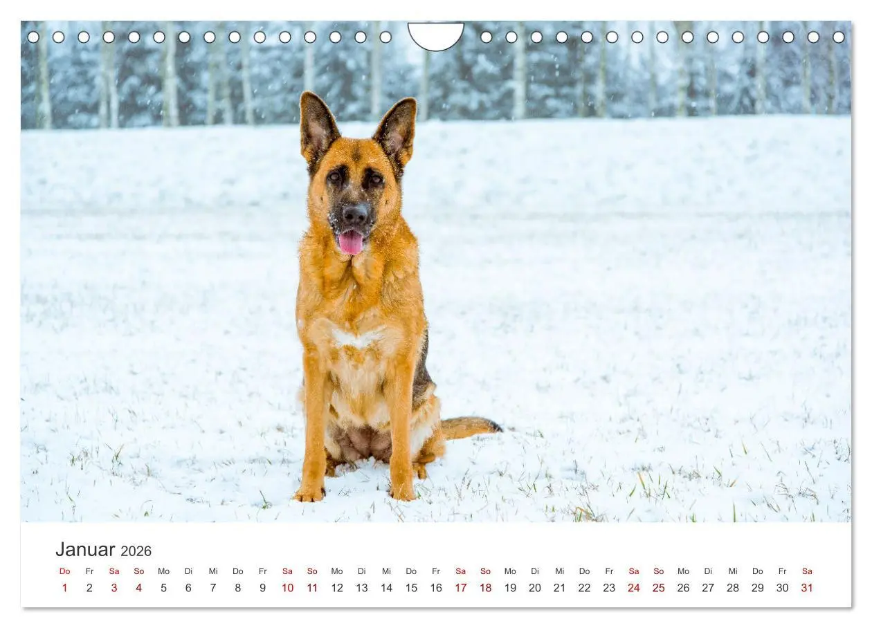 Bild: 9783457910986 | Schäferhunde - Die gutmütigen Wegbegleiter. (Wandkalender 2026 DIN...