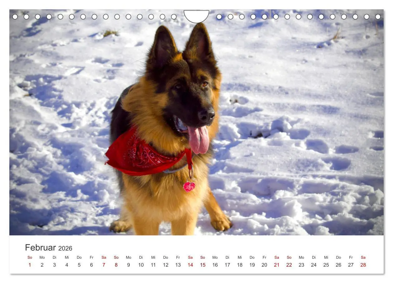 Bild: 9783457910986 | Schäferhunde - Die gutmütigen Wegbegleiter. (Wandkalender 2026 DIN...