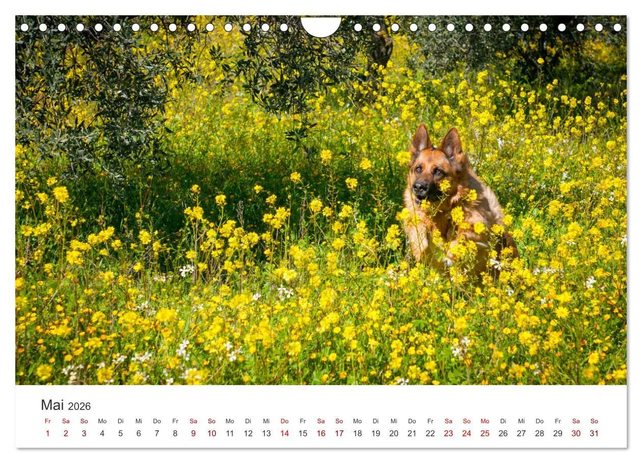 Bild: 9783457910986 | Schäferhunde - Die gutmütigen Wegbegleiter. (Wandkalender 2026 DIN...
