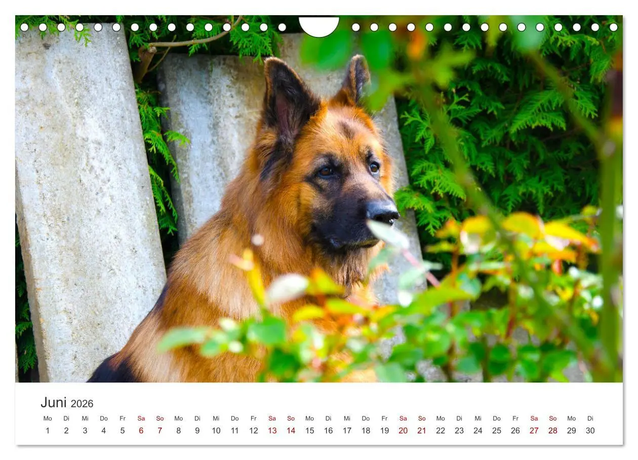 Bild: 9783457910986 | Schäferhunde - Die gutmütigen Wegbegleiter. (Wandkalender 2026 DIN...