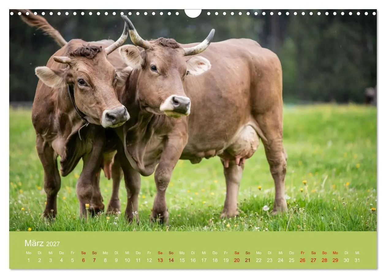 Bild: 9783516790986 | Allgäuer Rindvieh 2027 (Wandkalender 2027 DIN A3 quer), CALVENDO...