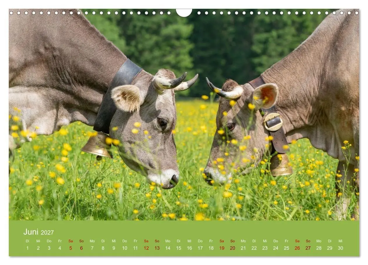 Bild: 9783516790986 | Allgäuer Rindvieh 2027 (Wandkalender 2027 DIN A3 quer), CALVENDO...