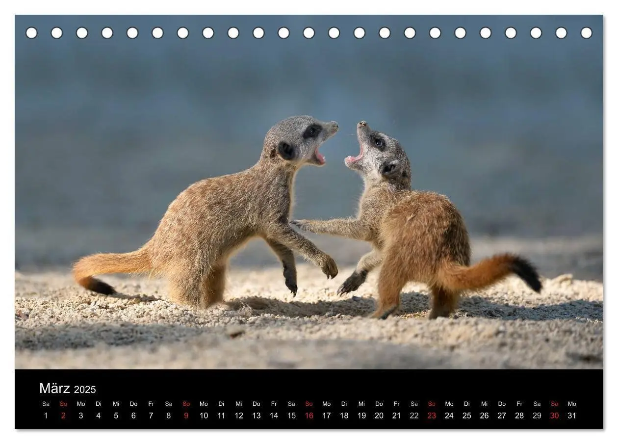 Bild: 9783435781386 | Lustige Erdmännchen (Tischkalender 2025 DIN A5 quer), CALVENDO...