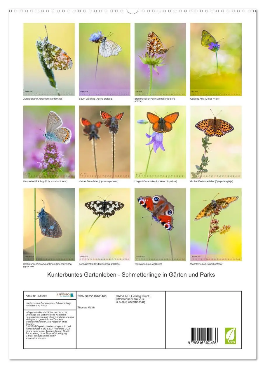 Bild: 9783516401486 | Kunterbuntes Gartenleben - Schmetterlinge in Gärten und Parks...