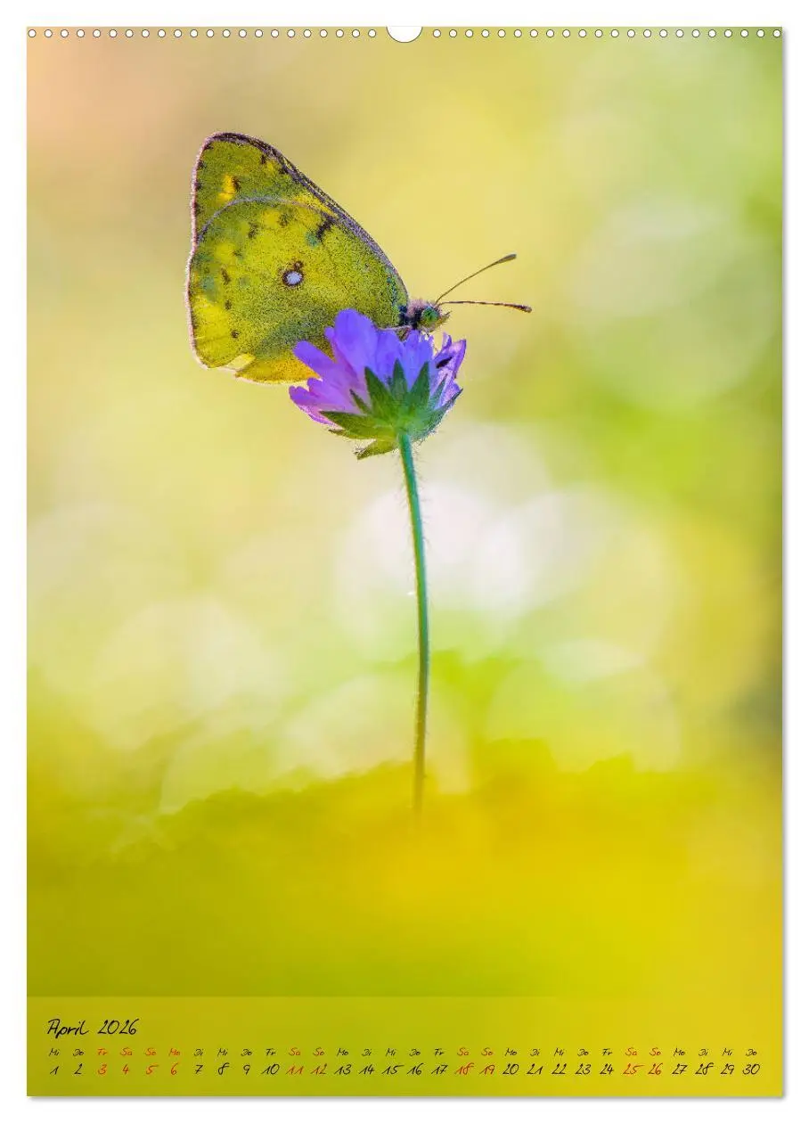 Bild: 9783516401486 | Kunterbuntes Gartenleben - Schmetterlinge in Gärten und Parks...