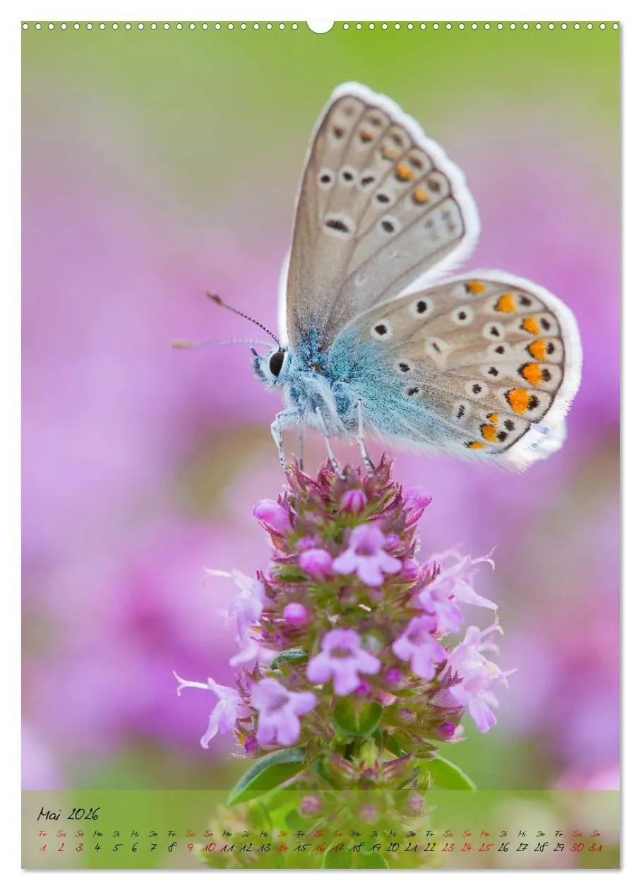 Bild: 9783516401486 | Kunterbuntes Gartenleben - Schmetterlinge in Gärten und Parks...