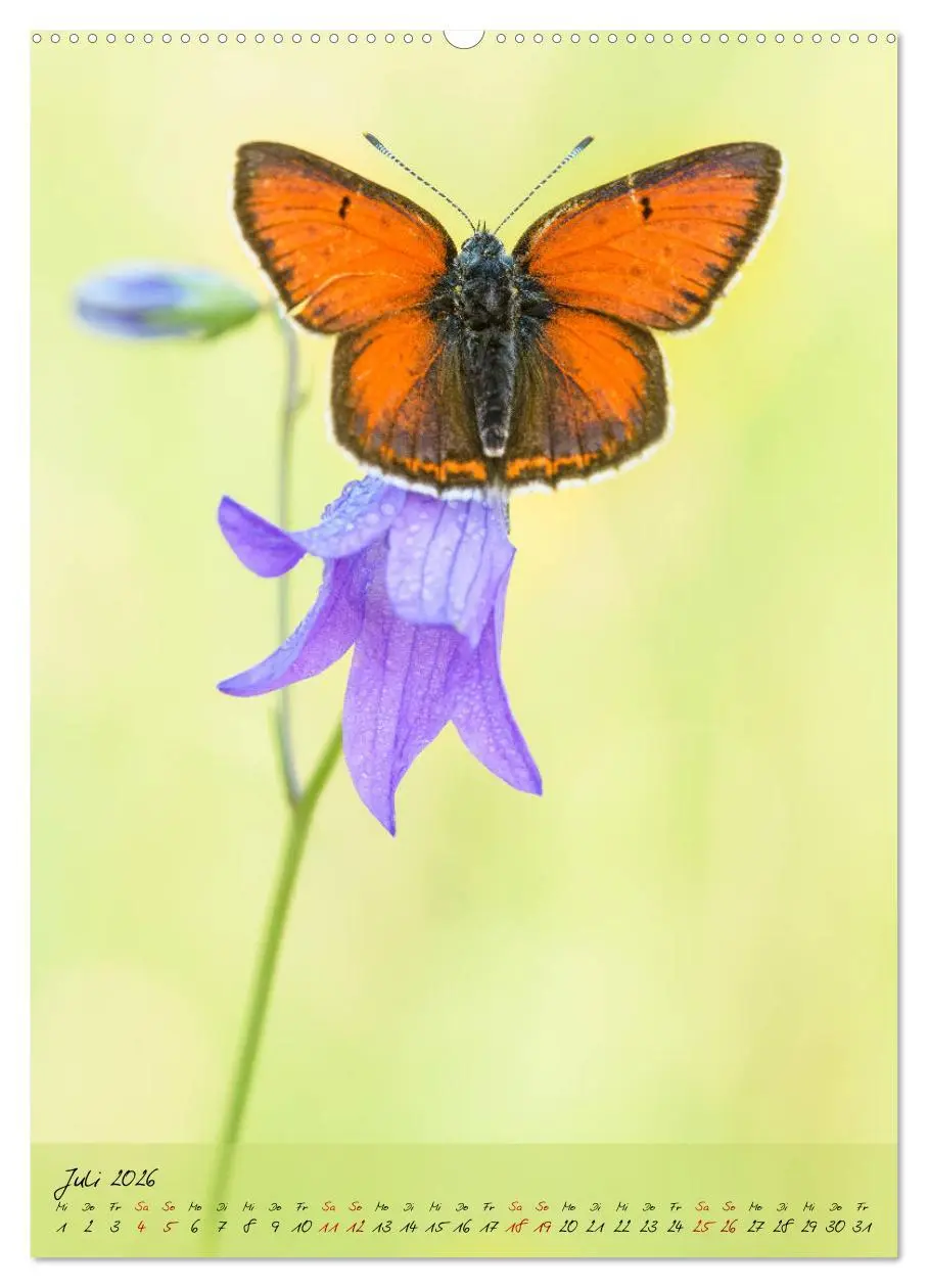 Bild: 9783516401486 | Kunterbuntes Gartenleben - Schmetterlinge in Gärten und Parks...
