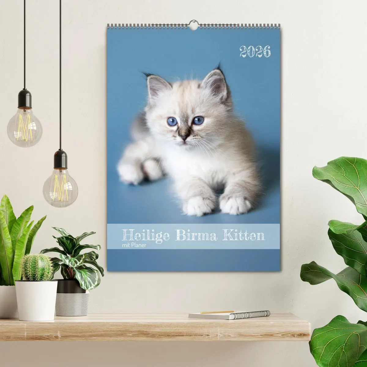 Bild: 9783516641486 | Heilige Birma Kitten Kalender mit Planer (Wandkalender 2026 DIN A2...