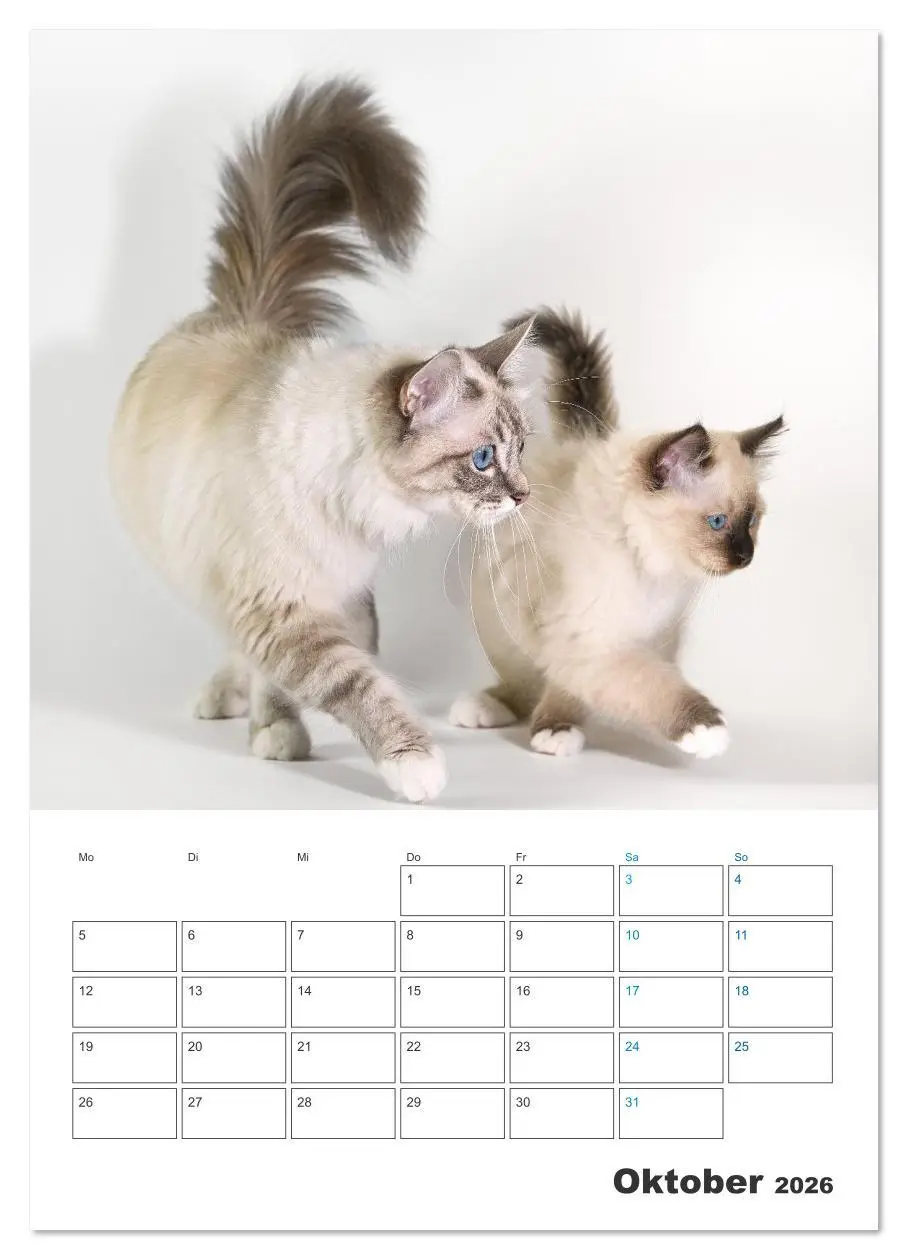 Bild: 9783516641486 | Heilige Birma Kitten Kalender mit Planer (Wandkalender 2026 DIN A2...