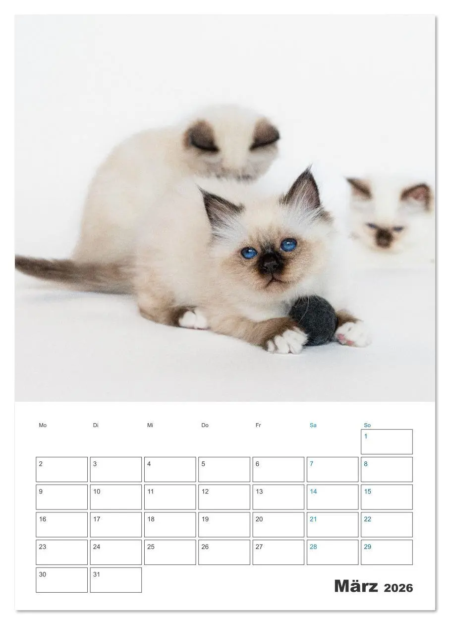 Bild: 9783516641486 | Heilige Birma Kitten Kalender mit Planer (Wandkalender 2026 DIN A2...